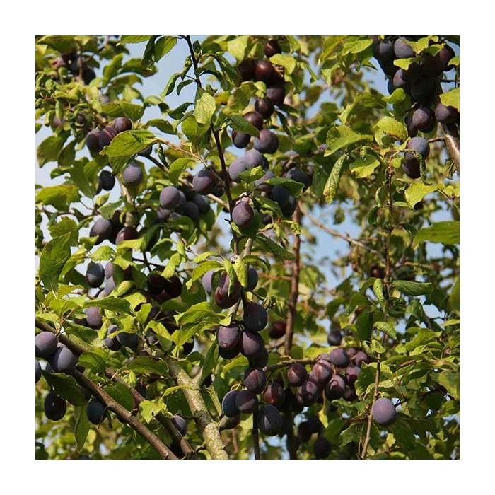 5ft 'Sweet Prune' Damson Tree | VVA-1 Semi Dwarfing Rootstock | 12L Pot | By Frank P Matthews™ 1 5ft 'Sweet Prune' Damson Tree | VVA-1 Semi Dwarfing Rootstock | 12L Pot | By Frank P Matthews™