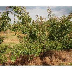 5ft 'Kioto Apricot Tree | SJA Semi Vigorous Rootstock | 12L Pot | By Frank P Matthews™