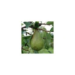 4ft Concorde' Patio Pear Tree | Eline Dwarfing Rootstock | 11.5L Pot | By Frank P Matthews™ -Roots Shop TR1064 add image 2 347d