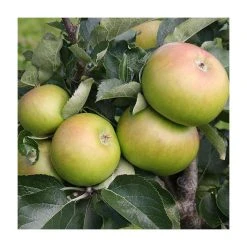 5ft 'Bramley 20' Cooking Apple Tree | M26 Semi Dwarfing Rootstock | 12L Pot | By Frank P Matthews™ -Roots Shop TR1125 add image 1 9ae0