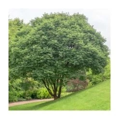 Acer griseum | Paper Bark Maple Tree | 5L Pot | By Frank P Matthews