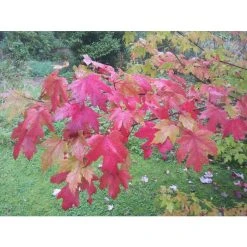 Acer × freemanii Autumn Blaze ('Jeffersred') | Freeman Maple Tree | 12L Pot | 150-180cm | By Frank P Matthews -Roots Shop TR1165 add image 1 6253