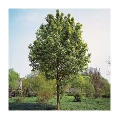 Acer × freemanii Autumn Blaze ('Jeffersred') | Freeman Maple Tree | 12L Pot | 150-180cm | By Frank P Matthews