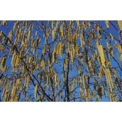 Betula albosinensis 'Fascination' | Chinese White Bark Birch Tree | 12L Pot | 150-180cm | By Frank P Matthews -Roots Shop TR1170 add image 1 48e7