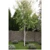 Betula pendula subsp. pendula 'Golden Fountain' | Golden Birch Tree | 12L Pot | 150-180cm | By Frank P Matthews