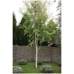 Betula pendula subsp. pendula 'Golden Fountain' | Golden Birch Tree | 12L Pot | 150-180cm | By Frank P Matthews
