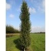 Betula pendula 'Fastigiata Joes' (PBR) | Upright Birch Tree | 12L Pot | 150-180cm | By Frank P Matthews