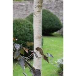 Betula 'Royal Frost' | Purple Birch Tree | 12L Pot | 150-180cm | By Frank P Matthews