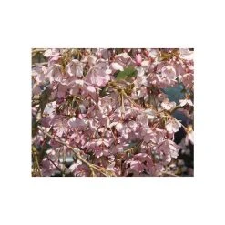 Prunus pendula 'Pendula Rubra' | Weeping Cherry Blossom Tree | 12L Pot | 150-180cm | By Frank P Matthews -Roots Shop TR1213 add image 1 2250
