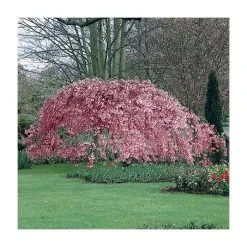 Prunus pendula 'Pendula Rubra' | Weeping Cherry Blossom Tree | 12L Pot | 150-180cm | By Frank P Matthews -Roots Shop TR1213 add image 2 7133