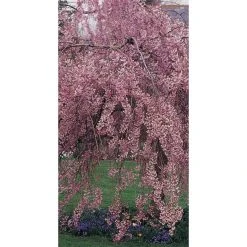 Prunus pendula 'Pendula Rubra' | Weeping Cherry Blossom Tree | 12L Pot | 150-180cm | By Frank P Matthews -Roots Shop TR1213 add image 3 48fc