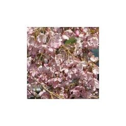 Prunus pendula 'Pendula Rubra' | Weeping Cherry Blossom Tree | 12L Pot | 150-180cm | By Frank P Matthews -Roots Shop TR1213 rollover image 055f