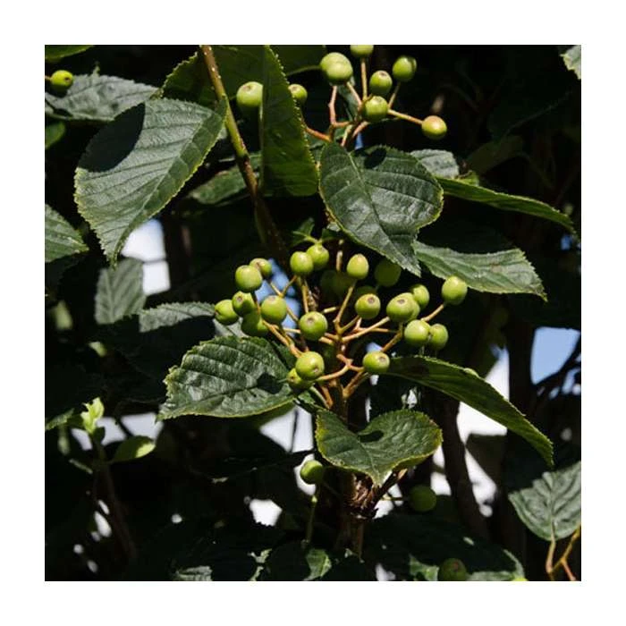 Sorbus alnifolia 'Red Bird' | Rowan Tree | 12L Pot | 150-180cm | By Frank P Matthews 2 Sorbus alnifolia 'Red Bird' | Rowan Tree | 12L Pot | 150-180cm | By Frank P Matthews - Image 2