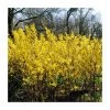 0.6-1.6ft 'Spectabilis' Golden Bells | Bare Root | Forsythia Intermedia