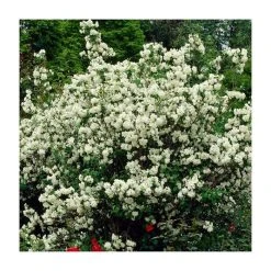 0.6-1.6ft Mock Orange | Bare Root | Philadelphus Virginal