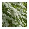0.6-1.6ft Bridal Wreath | Bare Root | Spiraea Vanhouttei