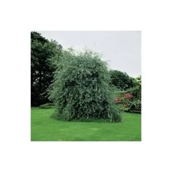 Pyrus salicifolia 'Pendula' Tree | Weeping Silver Pear Tree | Bare Root | 110-140cm -Roots Shop TR1341 add image 2 3fed