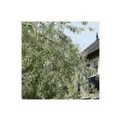 Pyrus salicifolia 'Pendula' Tree | Weeping Silver Pear Tree | Bare Root | 110-140cm -Roots Shop TR1341 add image 3 4cca