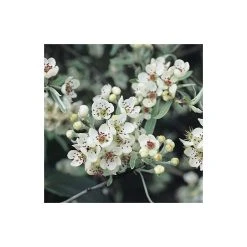 Pyrus salicifolia 'Pendula' Tree | Weeping Silver Pear Tree | Bare Root | 110-140cm -Roots Shop TR1341 add image 4 6de1