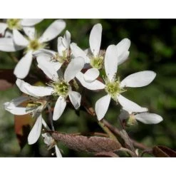 Amelanchier canadensis | Serviceberry Tree | Bare Root | 110-140cm -Roots Shop TR1344 add image 7 2f23