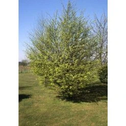 Carpinus Betulus | Common Hornbeam Tree | 12L Pot | 150-180cm | By Frank P Matthews