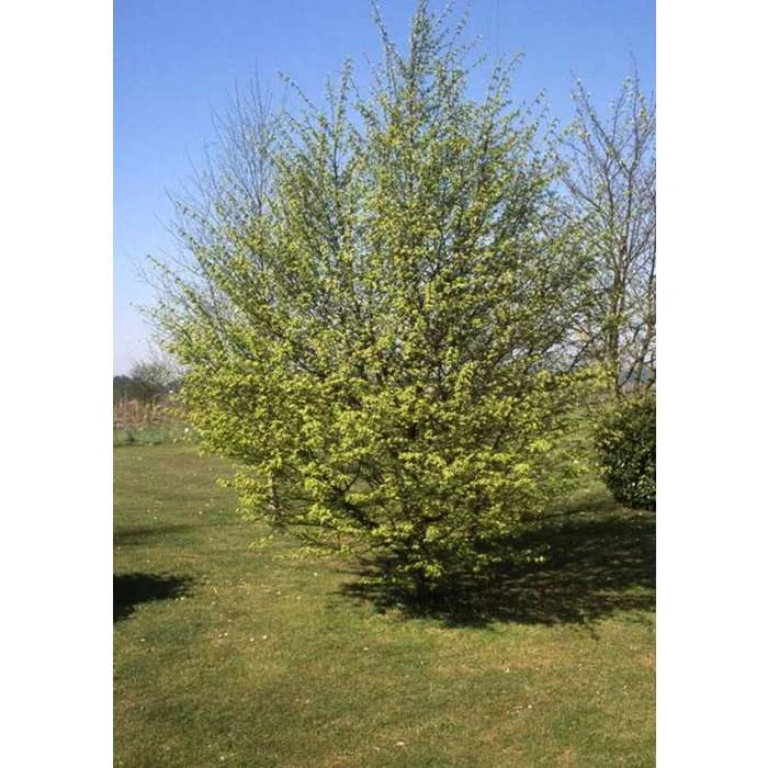 Carpinus Betulus | Common Hornbeam Tree | 12L Pot | 150-180cm | By Frank P Matthews 1 Carpinus Betulus | Common Hornbeam Tree | 12L Pot | 150-180cm | By Frank P Matthews