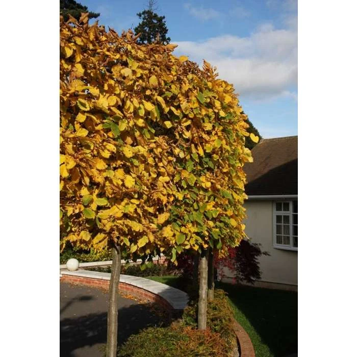 Carpinus Betulus | Common Hornbeam Tree | 12L Pot | 150-180cm | By Frank P Matthews 2 Carpinus Betulus | Common Hornbeam Tree | 12L Pot | 150-180cm | By Frank P Matthews - Image 2