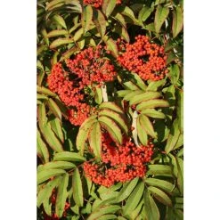 Sorbus sargentiana | Rowan Tree | 12L Pot | 150-180cm | By Frank P Matthews -Roots Shop TR1403 add image 1 e2eb