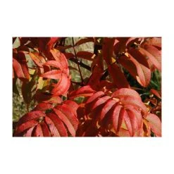 Sorbus sargentiana | Rowan Tree | 12L Pot | 150-180cm | By Frank P Matthews -Roots Shop TR1403 add image 2 a153