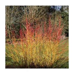 Cornus sanguinea 'Midwinter Fire' | Doogwood | 7L Pot | 120-150cm | By Frank P Matthews