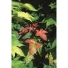 Acer cappadocicum 'Rubrum' | Red Cappadocian Maple Tree | 12L Pot | 150-180cm | By Frank P Matthews