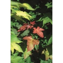 Acer cappadocicum 'Rubrum' | Red Cappadocian Maple Tree | 12L Pot | 150-180cm | By Frank P Matthews