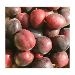 5ft 'Aprisali' Aprium Tree | SJA Semi Vigorous Rootstock | 12L Pot | By Frank P Matthews™