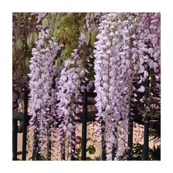 3ft Wisteria 'Hon-beni' | 7L Pot | Wisteria floribunda 'Hon-beni' 3 3ft Wisteria 'Hon-beni' | 7L Pot | Wisteria floribunda 'Hon-beni' - Image 3