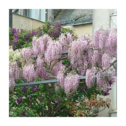3ft Wisteria 'Hon-beni' | 7L Pot | Wisteria floribunda 'Hon-beni'