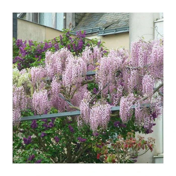 3ft Wisteria 'Hon-beni' | 7L Pot | Wisteria floribunda 'Hon-beni' 1 3ft Wisteria 'Hon-beni' | 7L Pot | Wisteria floribunda 'Hon-beni'