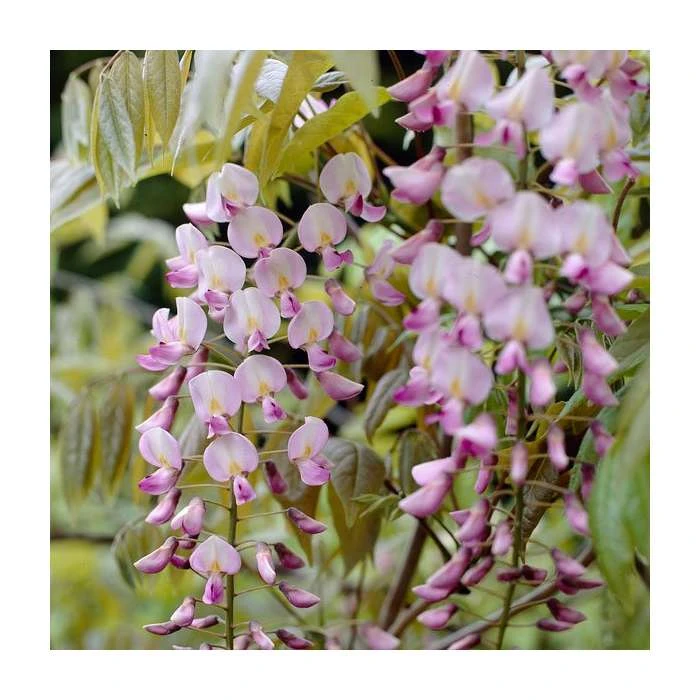 3ft Wisteria 'Hon-beni' | 7L Pot | Wisteria floribunda 'Hon-beni' 2 3ft Wisteria 'Hon-beni' | 7L Pot | Wisteria floribunda 'Hon-beni' - Image 2