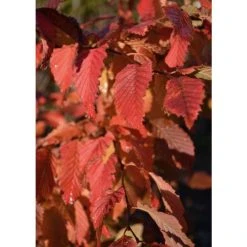 Carpinus betulus 'Rockhampton Red' | Common Hornbeam Tree | 12L Pot | 150-180cm | By Frank P Matthews