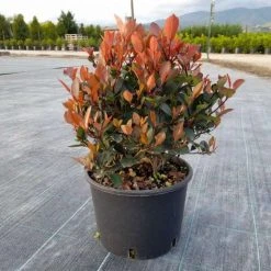30cm Photinia 'Little Red Robin' Ball | 6L Pot
