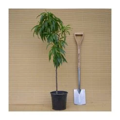 2-3ft 'Nectarella' Patio Nectarine Tree| SJA Semi Vigorous Rootstock | 5L Pot