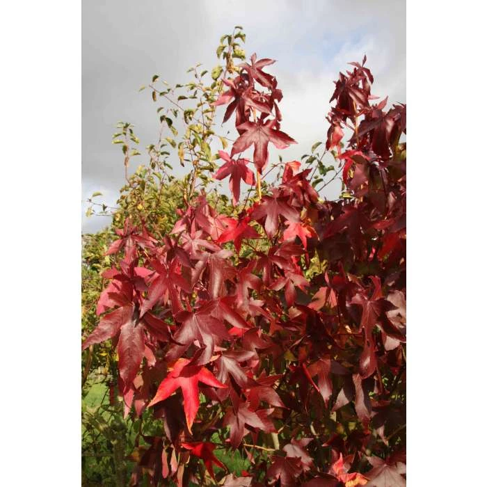 Liquidambar styraciflua 'Thea' | Sweet Gum Tree | 9L Pot | 120-150cm 1 Liquidambar styraciflua 'Thea' | Sweet Gum Tree | 9L Pot | 120-150cm