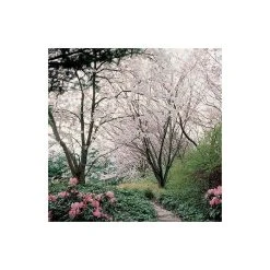 4-5ft Winter Flowering Cherry Blossom Tree | 9L Pot | Prunus x sub Autumnalis -Roots Shop TR87611 add image 1 7b12