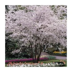 4-5ft Winter Flowering Cherry Blossom Tree | 9L Pot | Prunus x sub Autumnalis -Roots Shop TR87611 add image 2 5378