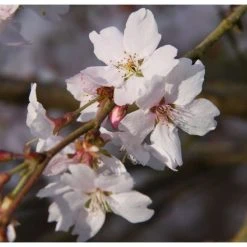 4-5ft Winter Flowering Cherry Blossom Tree | 9L Pot | Prunus x sub Autumnalis -Roots Shop TR87611 add image 3 0b67