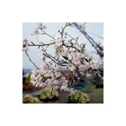 4-5ft Winter Flowering Cherry Blossom Tree | 9L Pot | Prunus x sub Autumnalis -Roots Shop TR87611 add image 4 aed8