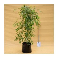 Salix caprea 'Kilmarnock' | Weeping Willow Tree | 18L Pot | 120-150cm -Roots Shop TR87617 add image 7 a7dd