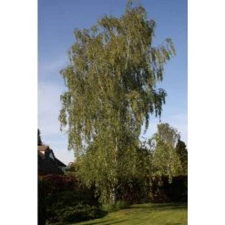 Betula pendula 'Dalecarlica' | 12L Pot | 150-180cm | By Frank P Matthews 5 Betula pendula 'Dalecarlica' | 12L Pot | 150-180cm | By Frank P Matthews -Roots Shop TR9002 add image 1 5270