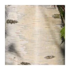 Roots Shop 23 Betula pendula 'Dalecarlica' | 12L Pot | 150-180cm | By Frank P Matthews