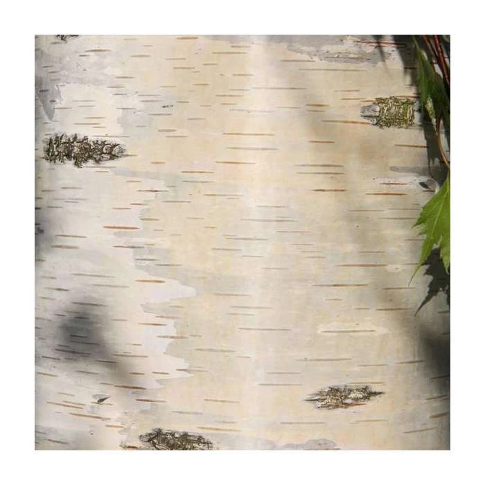 Betula pendula 'Dalecarlica' | 12L Pot | 150-180cm | By Frank P Matthews 1 Betula pendula 'Dalecarlica' | 12L Pot | 150-180cm | By Frank P Matthews