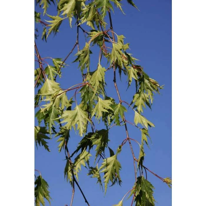 Betula pendula 'Dalecarlica' | 12L Pot | 150-180cm | By Frank P Matthews 2 Betula pendula 'Dalecarlica' | 12L Pot | 150-180cm | By Frank P Matthews - Image 2